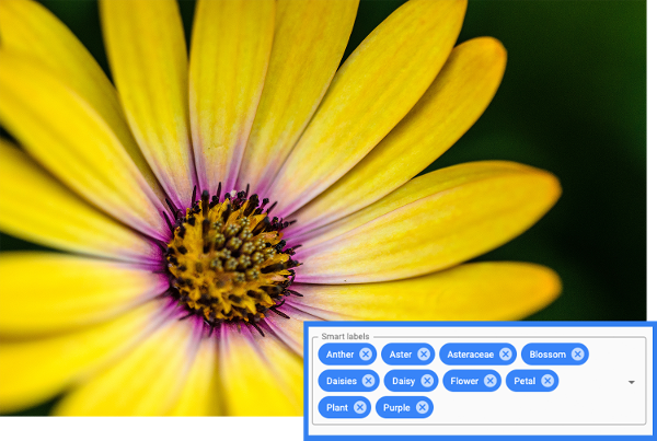 flower-1-1