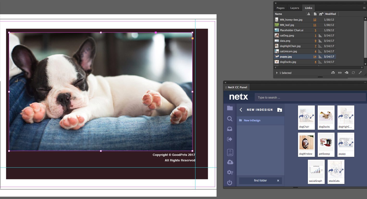 Adobe InDesign workspace displaying a puppy photograph alongside the NetX CC Panel for browsing and accessing digital assets.