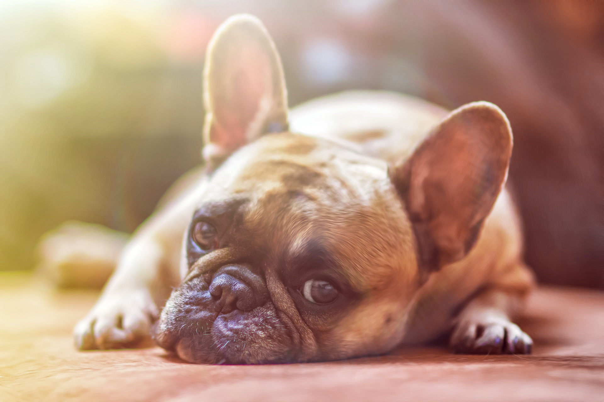 Close-up of a French bulldog lying down with its head resting on the ground, illustrating an image recognition use case for Google Vision AI.